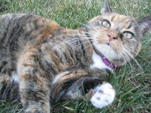 Load image into Gallery viewer, 11x14, watercolor, cat portrait, from photo, portrait of cat