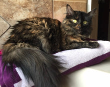 Load image into Gallery viewer, 11x14, watercolor, cat portrait, from photo, portrait of cat