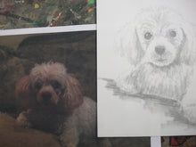 Load image into Gallery viewer, 11x14, Pet drawing, drawing from photo, pet portrait, dog, cat, drawing, pencil drawing