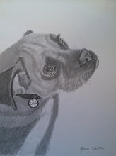 Load image into Gallery viewer, 11x14, Pet drawing, drawing from photo, pet portrait, dog, cat, drawing, pencil drawing