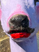 Load image into Gallery viewer, Suni, Antelope Taxidermy Sculpture
