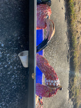 Load image into Gallery viewer, Razzle Dazzle, Flamingo
