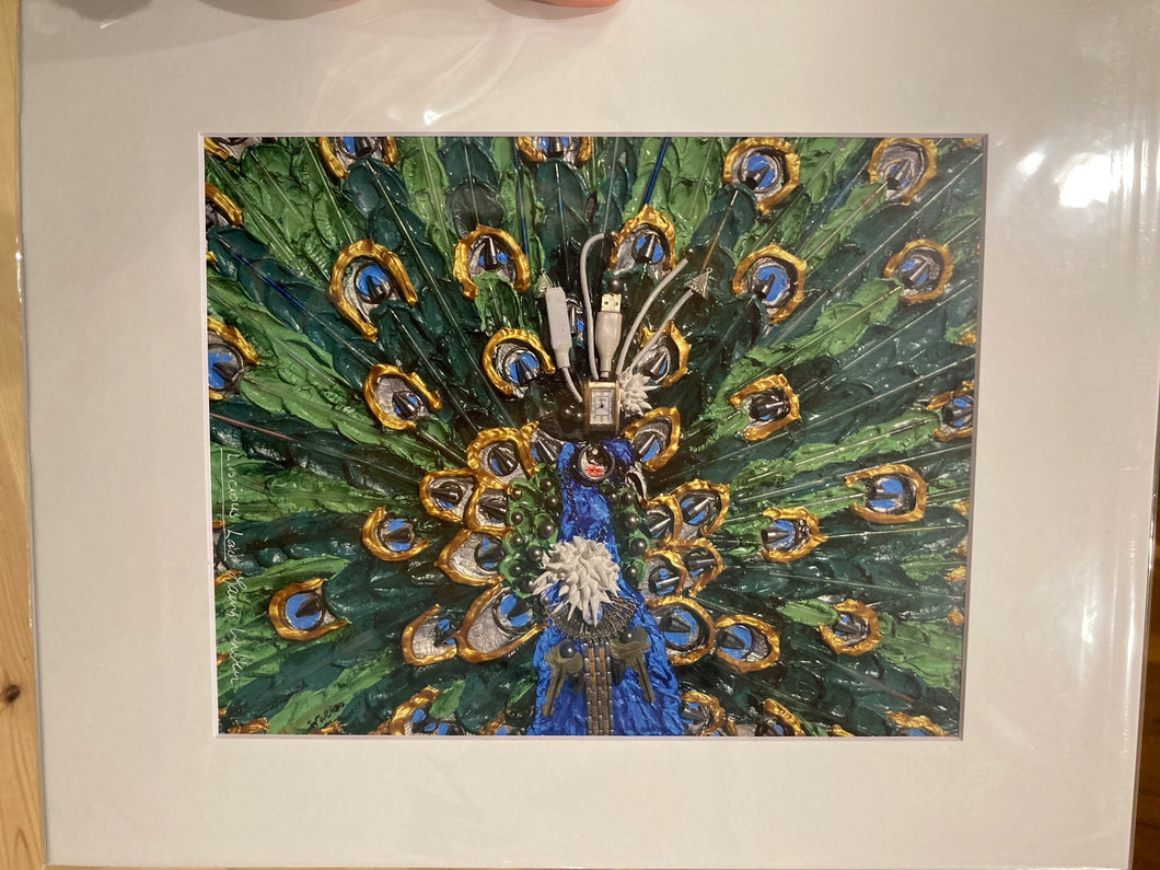 Luscious Lad, peacock, reproduction, print