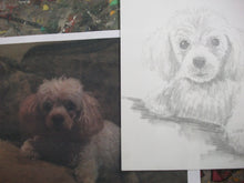 Load image into Gallery viewer, 9x12, custom sketch, from photo, dog, cat, pet portrait, drawing of my pet
